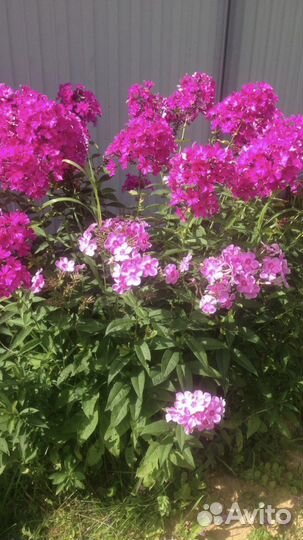 Флоксы, астильба