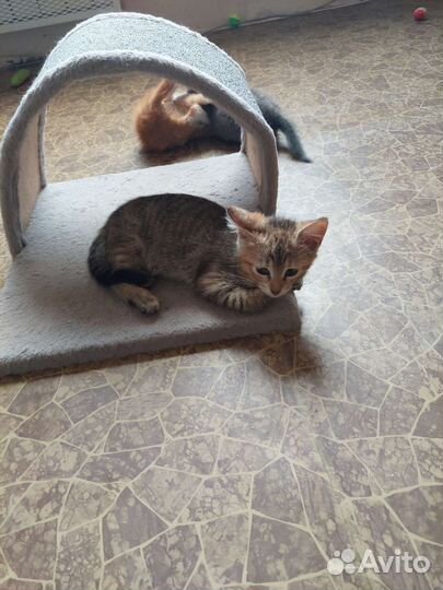 Малышка ищет дом