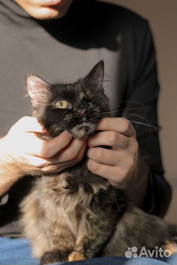 Одноглазая кошечка