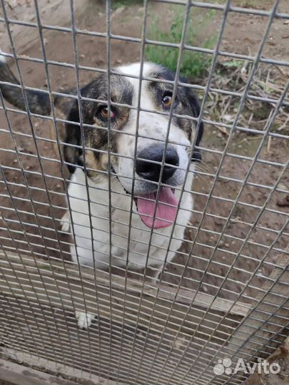 Красивая и добрая Эльба