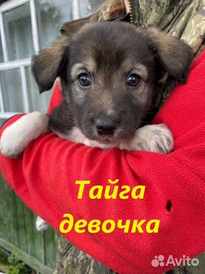 Щенок в добрые руки