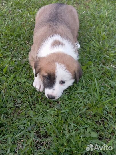 Смесь овчарки и алабая