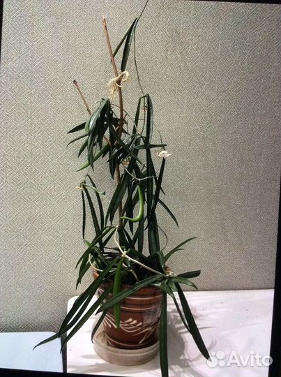 Хойя взрослая