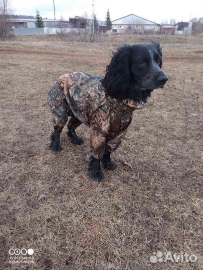 Пошив одежды для собак и кошек