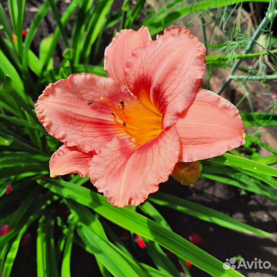 Лилейники сортовые