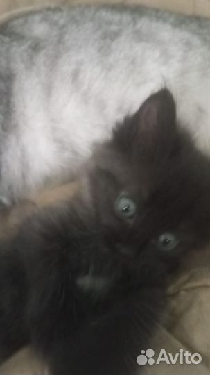 Отдам котёнка в добрые руки