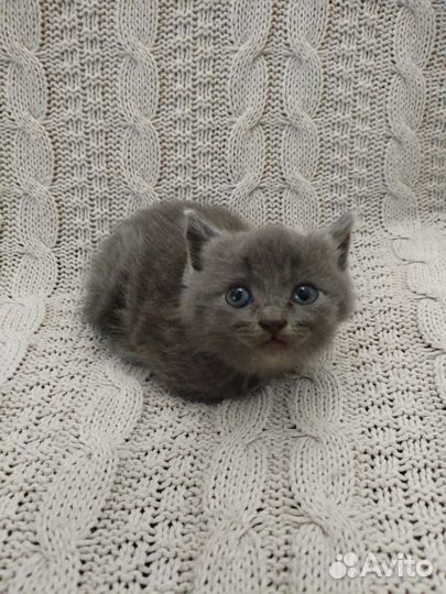 Британские котята