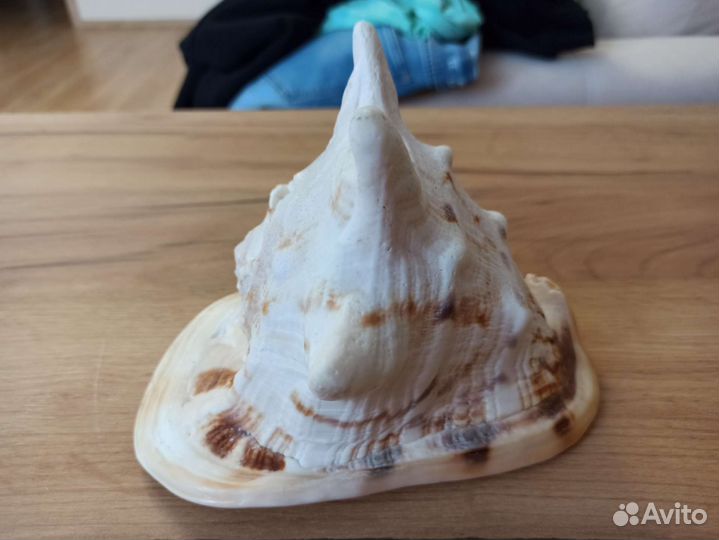 Морская раковина