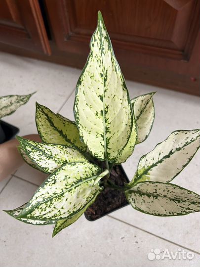 Аглаонемы Вайт джой и Вайт киви