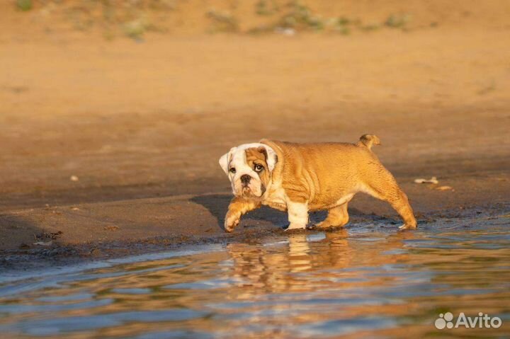 Английский бульдог
