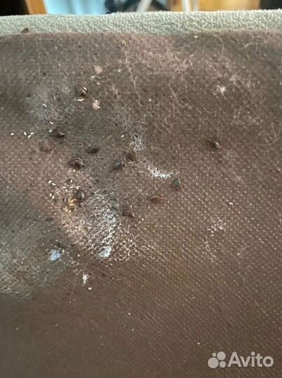 Уничтожение тараканов клопов Дезинфекция