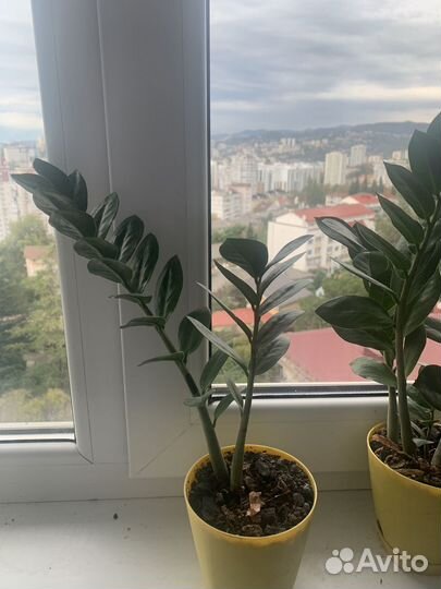 Замиокулькас