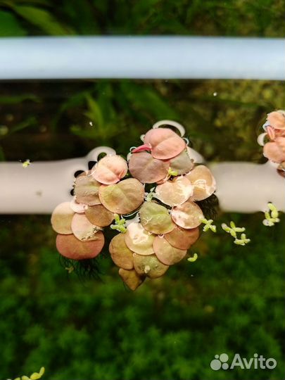 Аквариумное растение