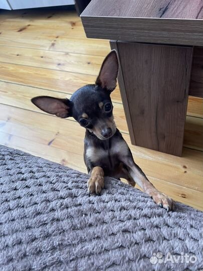 Собака мини Той-терьер