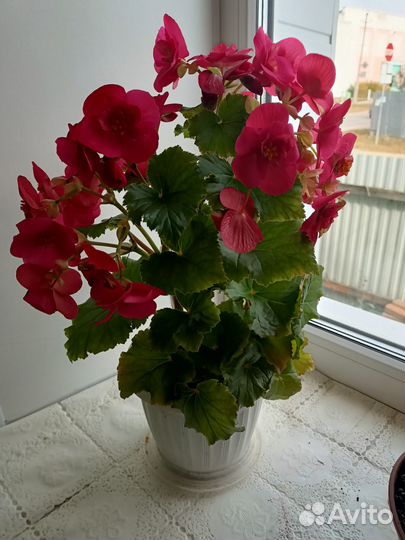 Бегония элатиор