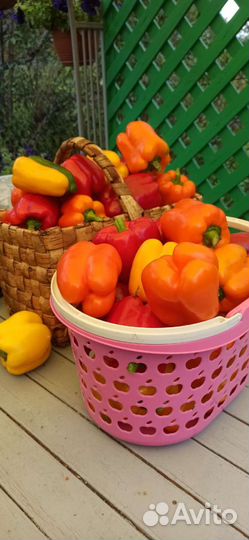 Перец сладкий