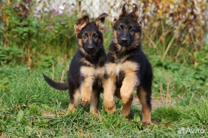 Щенки овчарок на охрану