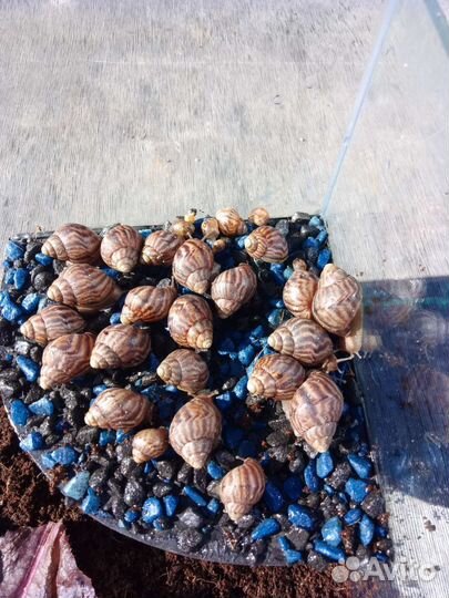 Улитки ахатины