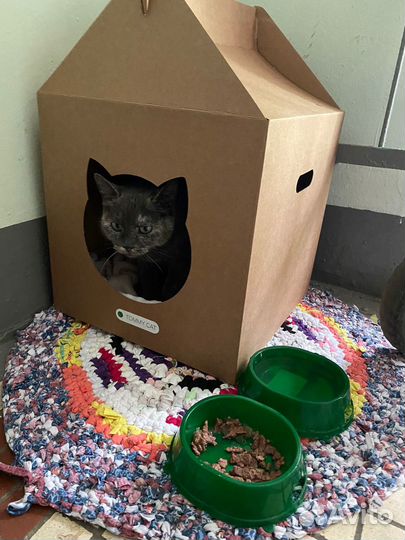 Кошечка в добрые руки