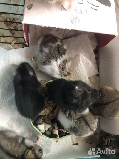 Хомяк Кэмпбелла