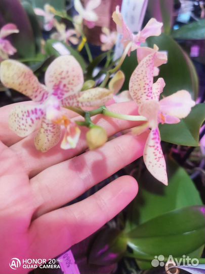 Орхидея Джулия ароматная 9горшок