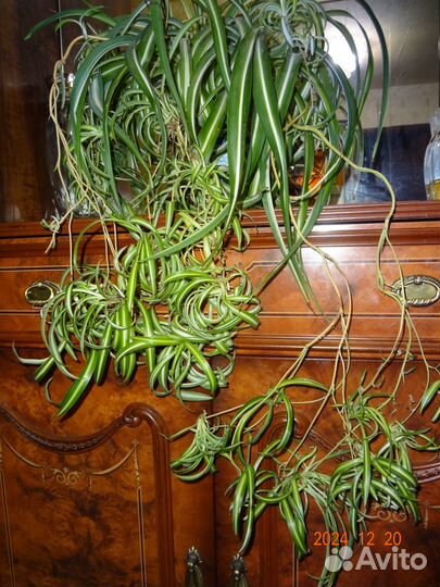 Хлорофитум продам