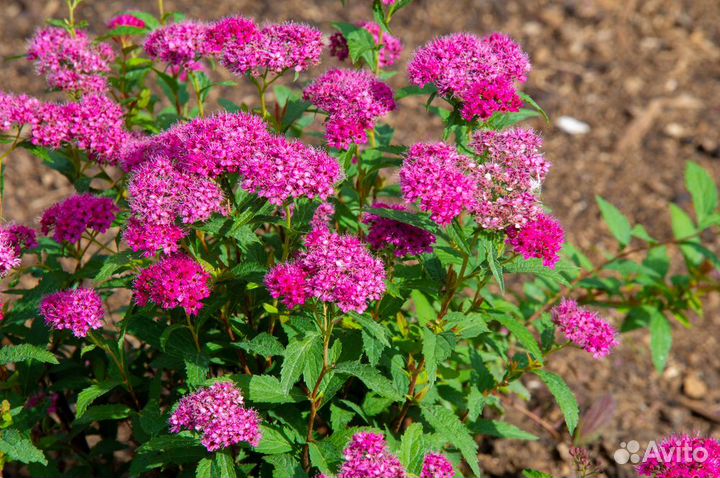 Спирея японская семена