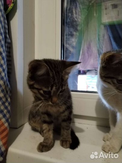 Отдам бесплатно