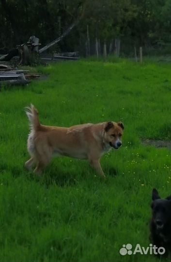 Собака алабай