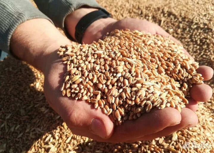 Зерно пшеница