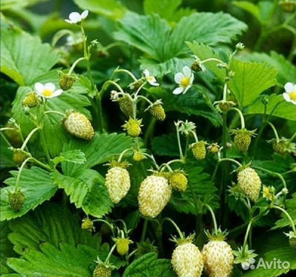 Земляника (клубника) непрерывного плодоношения