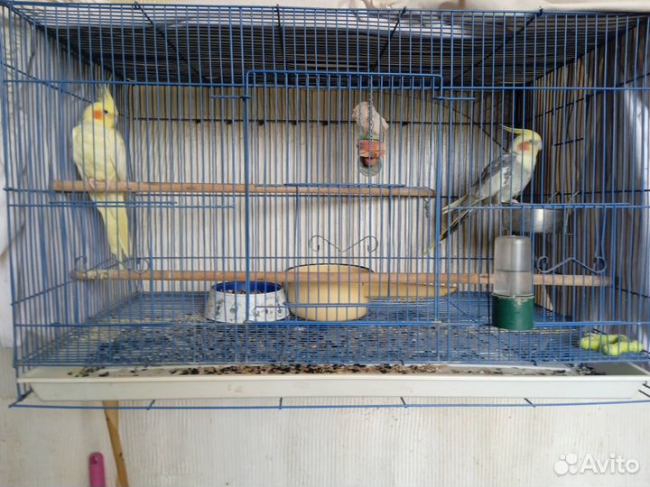 Попугай корелла с клеткой 6000. 2 попугая
