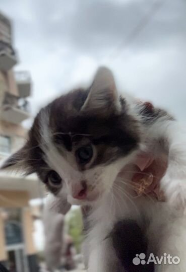 Котенок
