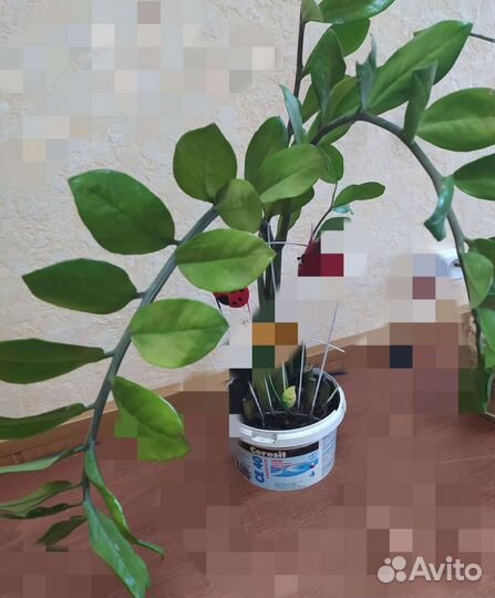 Комнатные цветы молочай