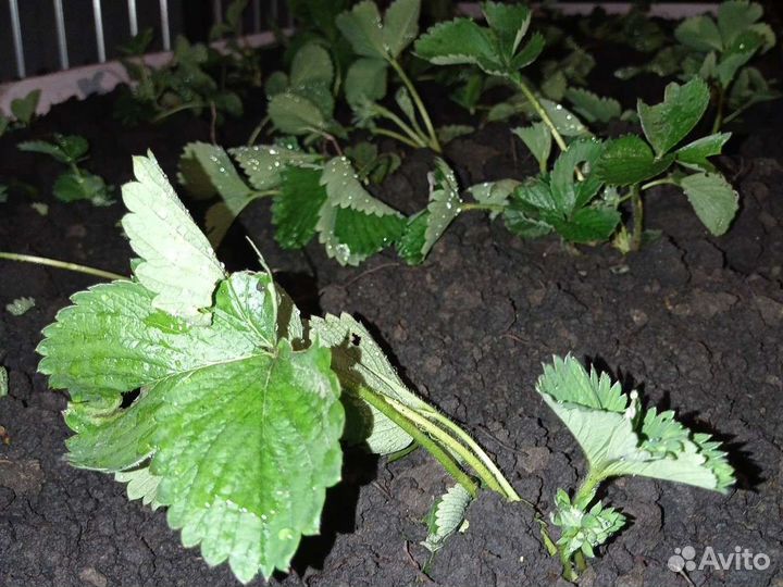 Рассада клубники