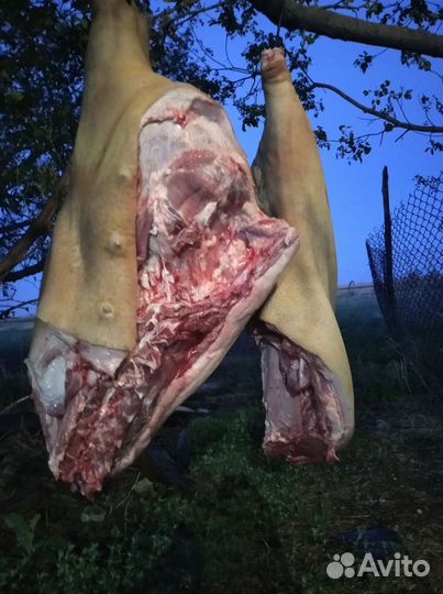 Мясо свинина домашняя