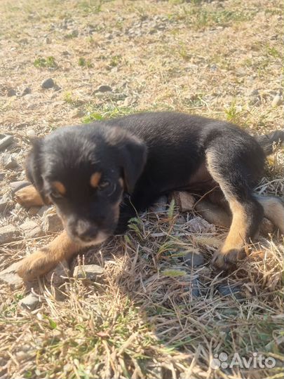 Собака в добрые руки отдам бесплатно