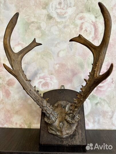 Оленьи рога