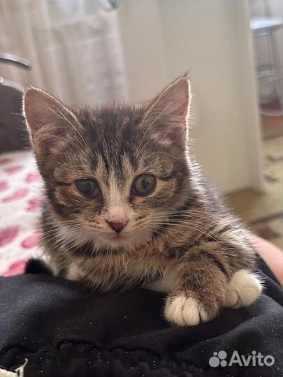 Кошка в наидобрейшие ручки