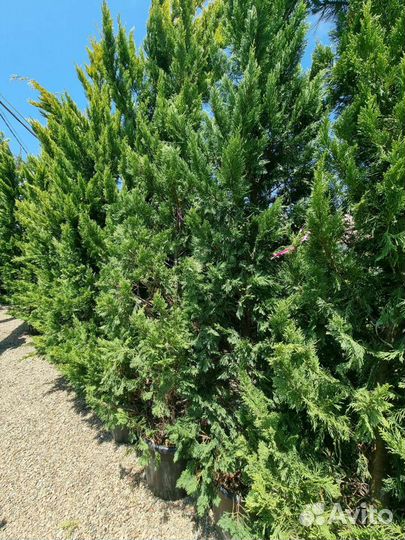 Кипарисовик Купрессоциопарис Лейланда Голд Райдер