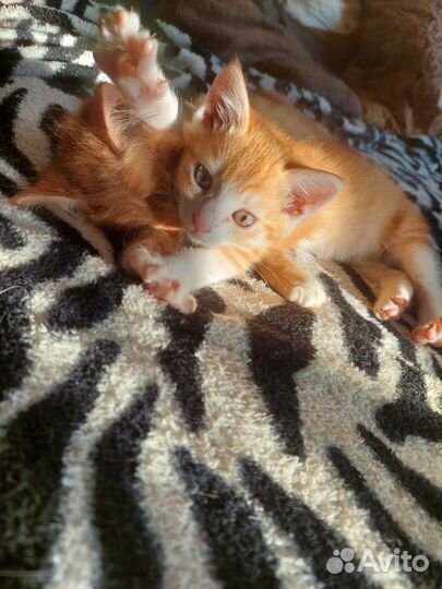 Рыженький котёнок