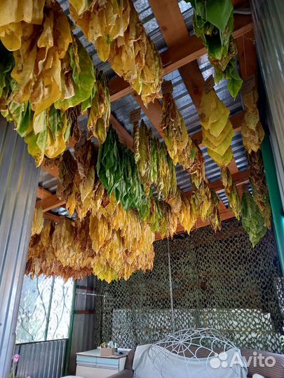 Семена табака