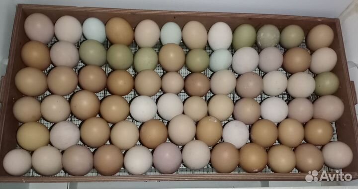 Инкубационное яйцо кур