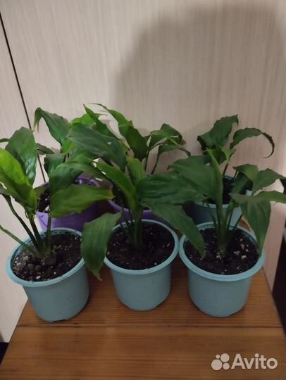 Спатифиллум (