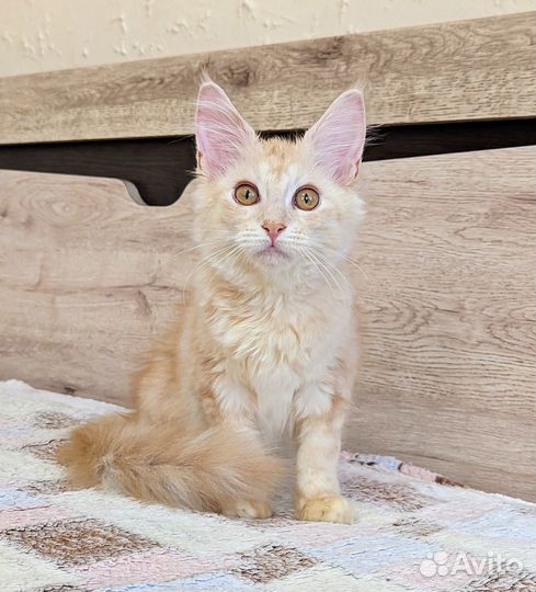 Котята мейн-кун