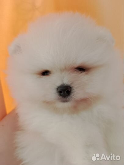 Померанский шпиц