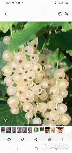 Саженцы смородины, ежевики, малины, клубники