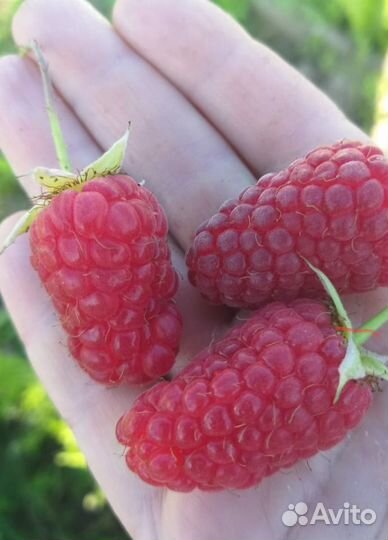 Саженцы малины, тибетской малины, ежемалины, зкс