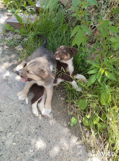 Щенок в добрые руки