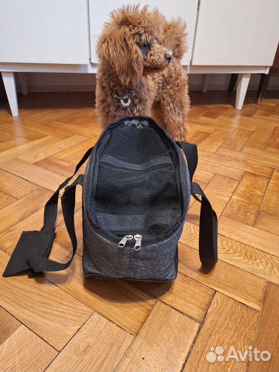 Сумка переноска для маленьких собак